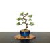 Photo1: Juniperus chinensis / Japanese Juniper, Shimpaku / Small size Bonsai  (1)