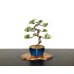 Photo1: Juniperus chinensis / Japanese Juniper, Shimpaku / Small size Bonsai  (1)