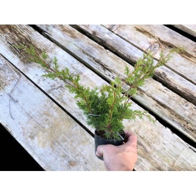 Photo3: Juniperus chinensis / Japanese Juniper, Shimpaku / Small size Bonsai 