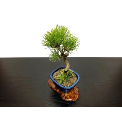 Photo6: Pinus thunbergii / Black Pine, Kuromatsu / Small size Bonsai