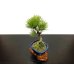 Photo6: Pinus thunbergii / Black Pine, Kuromatsu / Small size Bonsai 