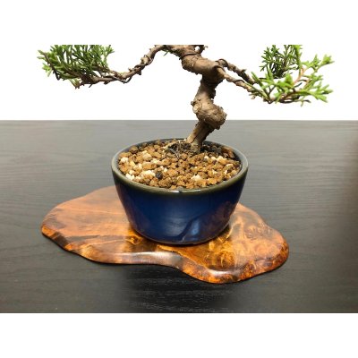 Photo6: Juniperus chinensis / Japanese Juniper, Shimpaku / Small size Bonsai 