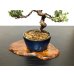 Photo6: Juniperus chinensis / Japanese Juniper, Shimpaku / Small size Bonsai 