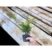 Juniperus chinensis / Japanese Juniper, Shimpaku / Small size Bonsai 