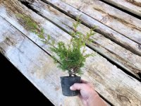 Juniperus chinensis / Japanese Juniper, Shimpaku / Small size Bonsai 