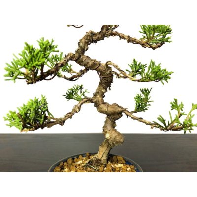 Photo3: Juniperus chinensis / Japanese Juniper, Shimpaku / Small size Bonsai 
