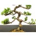 Photo3: Juniperus chinensis / Japanese Juniper, Shimpaku / Small size Bonsai 