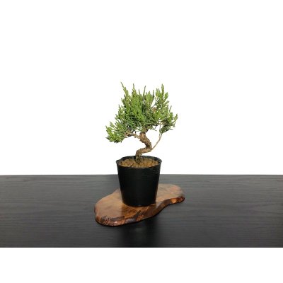 Photo2: Juniperus chinensis / Japanese Juniper, Shimpaku / Small size Bonsai 