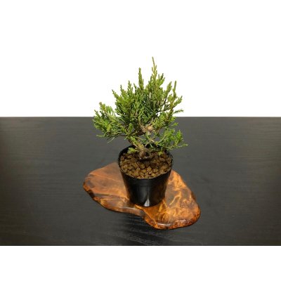 Photo4: Juniperus chinensis / Japanese Juniper, Shimpaku / Small size Bonsai 