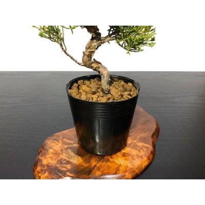 Photo3: Juniperus chinensis / Japanese Juniper, Shimpaku / Small size Bonsai 