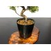 Photo3: Juniperus chinensis / Japanese Juniper, Shimpaku / Small size Bonsai  (3)