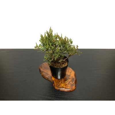 Photo4: Juniperus chinensis / Japanese Juniper, Shimpaku / Small size Bonsai 