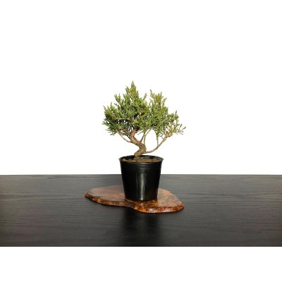 Photo2: Juniperus chinensis / Japanese Juniper, Shimpaku / Small size Bonsai 