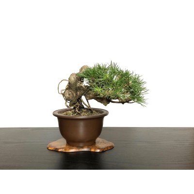 Photo2: Pinus thunbergii / "Neagari" Black Pine, Kuromatsu / Small size Bonsai / "Yamaaki" Tokoname Pot 