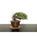 Photo2: Pinus thunbergii / "Neagari" Black Pine, Kuromatsu / Small size Bonsai / "Yamaaki" Tokoname Pot  (2)
