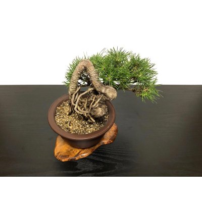 Photo8: Pinus thunbergii / "Neagari" Black Pine, Kuromatsu / Small size Bonsai / "Yamaaki" Tokoname Pot 