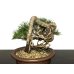 Photo4: Pinus thunbergii / "Neagari" Black Pine, Kuromatsu / Small size Bonsai / "Yamaaki" Tokoname Pot 