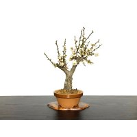 Prunus mume (Japanese Flowering Apricot) / Ume "Tamabotan" / Middle size Bonsai