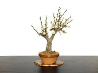 Prunus mume (Japanese Flowering Apricot) / Ume "Tamabotan" / Middle size Bonsai