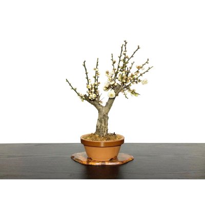 Photo1: Prunus mume (Japanese Flowering Apricot) / Ume "Tamabotan" / Middle size Bonsai