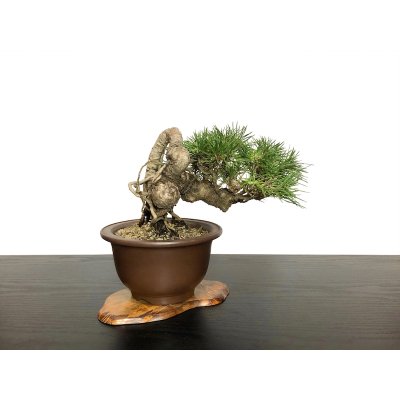 Photo5: Pinus thunbergii / "Neagari" Black Pine, Kuromatsu / Small size Bonsai / "Yamaaki" Tokoname Pot 
