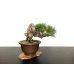 Photo5: Pinus thunbergii / "Neagari" Black Pine, Kuromatsu / Small size Bonsai / "Yamaaki" Tokoname Pot 