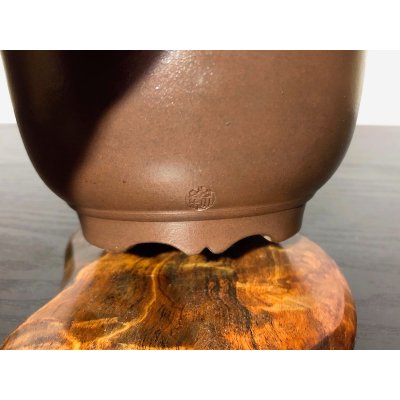 Photo7: Pinus thunbergii / "Neagari" Black Pine, Kuromatsu / Small size Bonsai / "Yamaaki" Tokoname Pot 