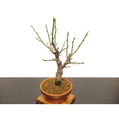 Photo8: Prunus mume (Japanese Flowering Apricot) / Ume "Tamabotan" / Middle size Bonsai