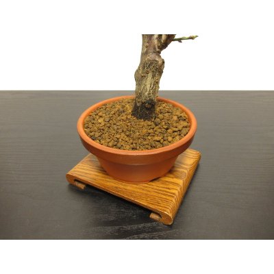 Photo7: Prunus mume (Japanese Flowering Apricot) / Ume "Tamabotan" / Middle size Bonsai