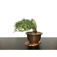 Pinus thunbergii / "Neagari" Black Pine, Kuromatsu / Small size Bonsai / "Yamaaki" Tokoname Pot 