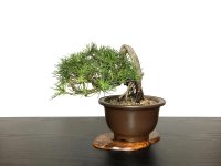 Pinus thunbergii / "Neagari" Black Pine, Kuromatsu / Small size Bonsai / "Yamaaki" Tokoname Pot 