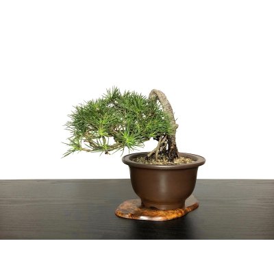 Photo1: Pinus thunbergii / "Neagari" Black Pine, Kuromatsu / Small size Bonsai / "Yamaaki" Tokoname Pot 