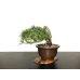 Photo1: Pinus thunbergii / "Neagari" Black Pine, Kuromatsu / Small size Bonsai / "Yamaaki" Tokoname Pot  (1)