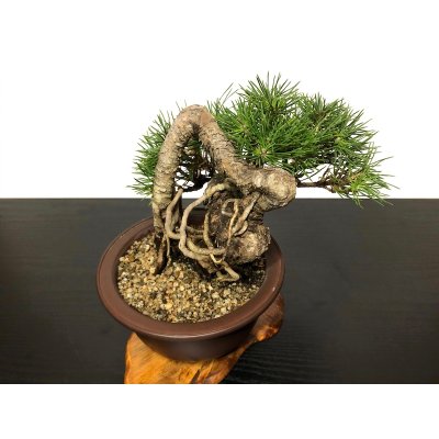 Photo3: Pinus thunbergii / "Neagari" Black Pine, Kuromatsu / Small size Bonsai / "Yamaaki" Tokoname Pot 