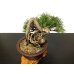 Photo3: Pinus thunbergii / "Neagari" Black Pine, Kuromatsu / Small size Bonsai / "Yamaaki" Tokoname Pot 