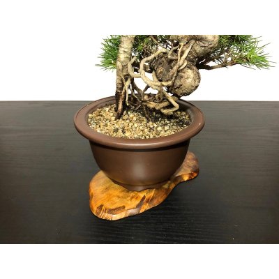 Photo6: Pinus thunbergii / "Neagari" Black Pine, Kuromatsu / Small size Bonsai / "Yamaaki" Tokoname Pot 