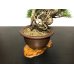 Photo6: Pinus thunbergii / "Neagari" Black Pine, Kuromatsu / Small size Bonsai / "Yamaaki" Tokoname Pot 
