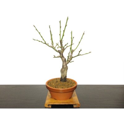Photo4: Prunus mume (Japanese Flowering Apricot) / Ume "Tamabotan" / Middle size Bonsai