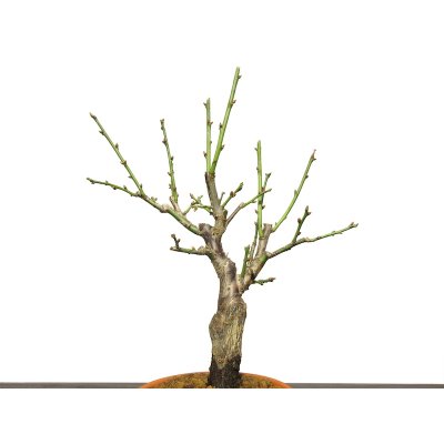 Photo6: Prunus mume (Japanese Flowering Apricot) / Ume "Tamabotan" / Middle size Bonsai