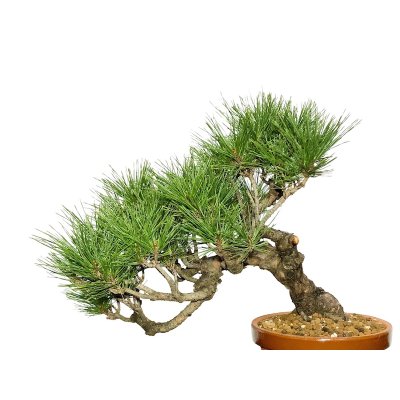 Photo2: Pinus densiflora / Red Pine, Akamatsu / Middle size Bonsai 