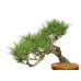 Photo2: Pinus densiflora / Red Pine, Akamatsu / Middle size Bonsai  (2)