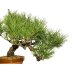 Photo6: Pinus densiflora / Red Pine, Akamatsu / Middle size Bonsai 