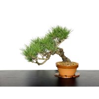 Pinus densiflora / Red Pine, Akamatsu / Middle size Bonsai 