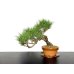 Photo1: Pinus densiflora / Red Pine, Akamatsu / Middle size Bonsai  (1)