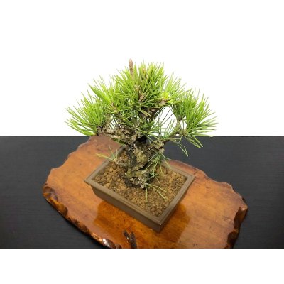 Photo6: Pinus thunbergii / Black Pine, Kuromatsu "Nishikimatsu" / Small size Bonsai