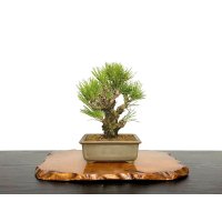 Pinus thunbergii / Black Pine, Kuromatsu "Nishikimatsu" / Small size Bonsai