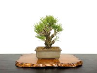 Pinus thunbergii / Black Pine, Kuromatsu "Nishikimatsu" / Small size Bonsai