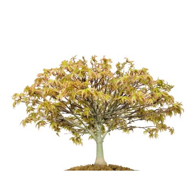 Photo4: Acer palmatum / Japanese Maple, Momiji "Kiyohime" / Middle size Bonsai 