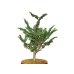 Photo2: Chamaecyparis obtusa / Hinoki cypress "Sekka" / Middle size Bonsai  (2)