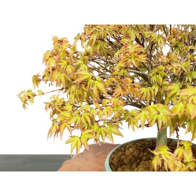 Photo3: Acer palmatum / Japanese Maple, Momiji "Kiyohime" / Middle size Bonsai 